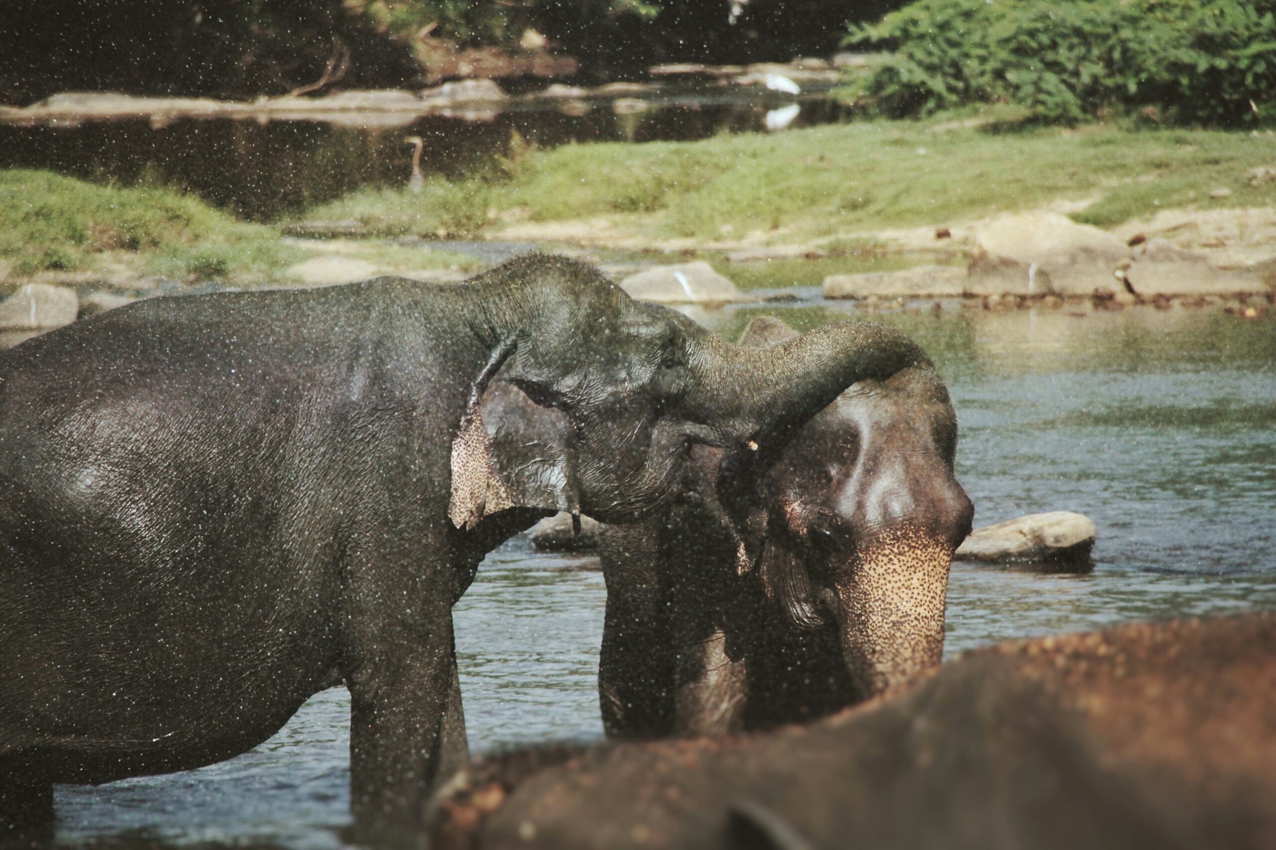 Pinnawala